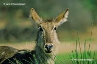 Antilope d'acqua 21-33-01